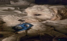 Mixed Breed dogs for sale: Well behaved 18 month old cockerpoo for rehoming  - Advert 5