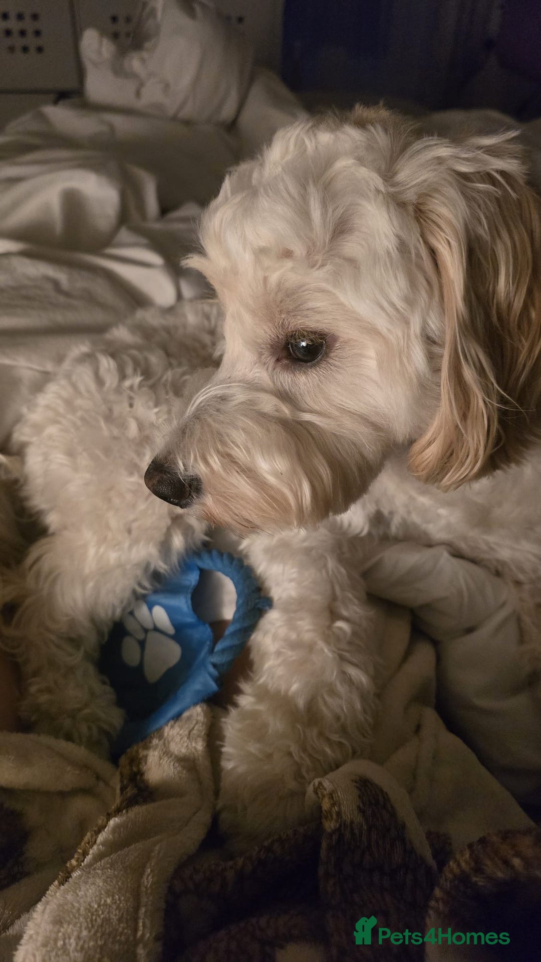 Mixed Breed dogs for sale: Well behaved 18 month old cockerpoo for rehoming  - Advert 5