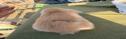 Mini Lop rabbits for sale: *Mini Lop Babies  - Advert 26