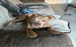 Mixed Breed dogs for sale: American bully pup 8 months  - Image 1