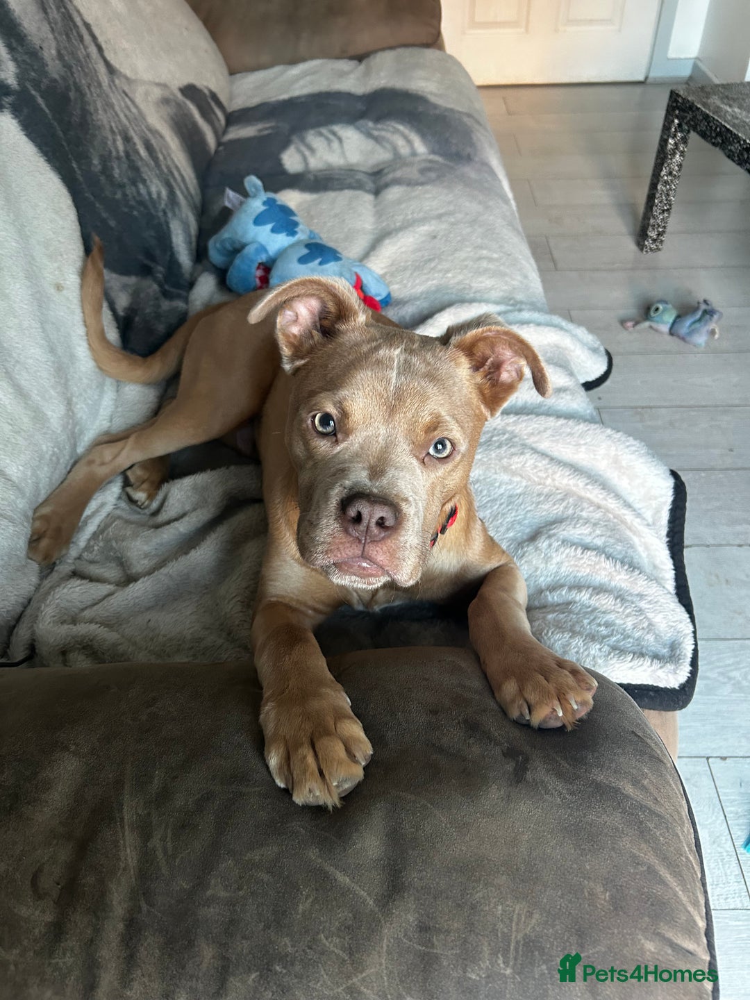 Mixed Breed dogs for sale: American bully pup 8 months  - Image 1