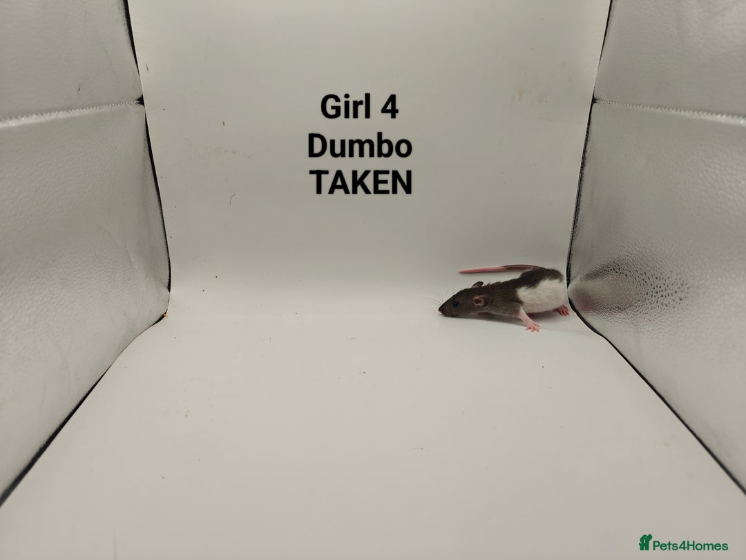 Rat rodents for sale: DEC: 24 Rats (5 Rats: 3 Boys & 2 Girls Left) - Advert 18