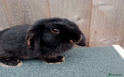 Mini Lop rabbits for sale: Fudge - Image 5