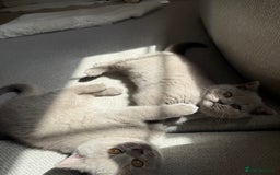 British Shorthair cats for sale: GCCF Female Lilac British Shorthair Kittens  - Image 1