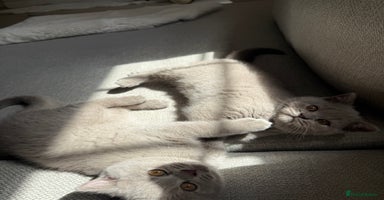 British Shorthair cats - Advert 6