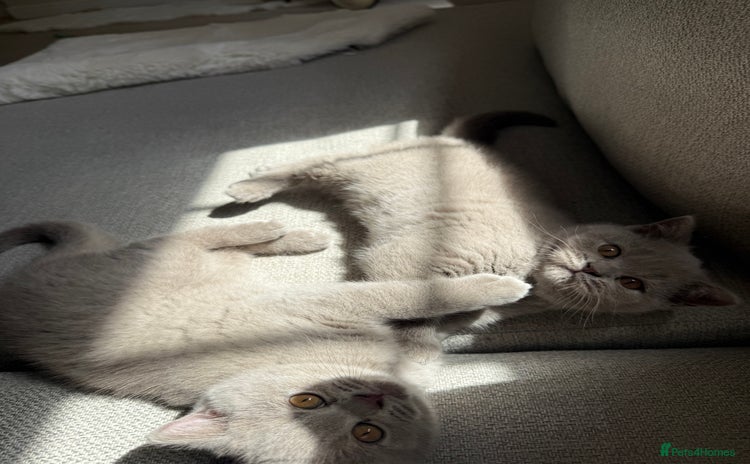 British Shorthair cats - Advert 10