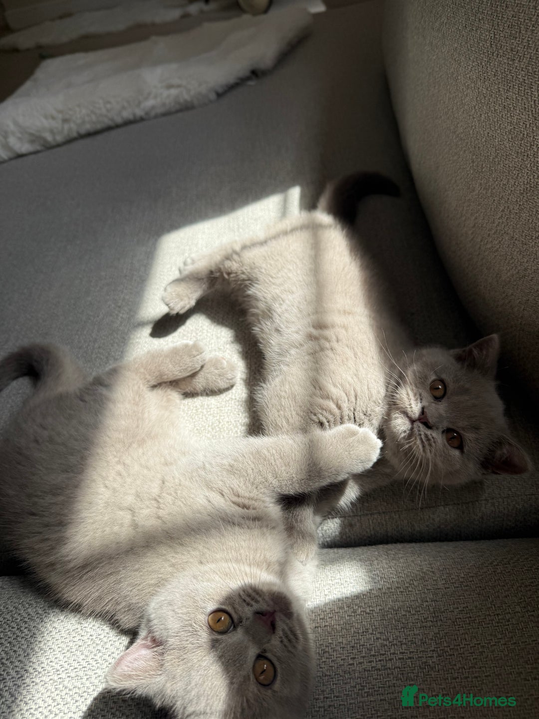British Shorthair cats for sale: GCCF Female Lilac British Shorthair Kittens  - Image 1