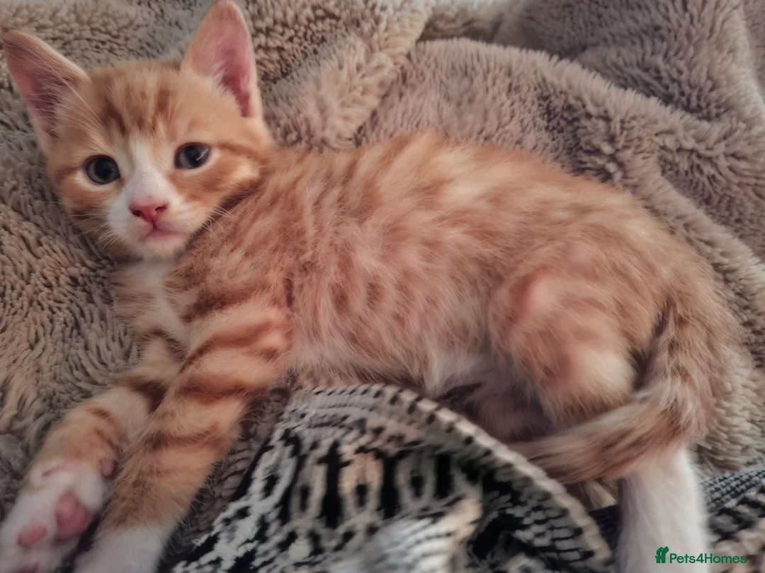 Mixed Breed cats for sale: Beautiful Litter: 4 Maine Coon X Ginger Toms - Advert 2