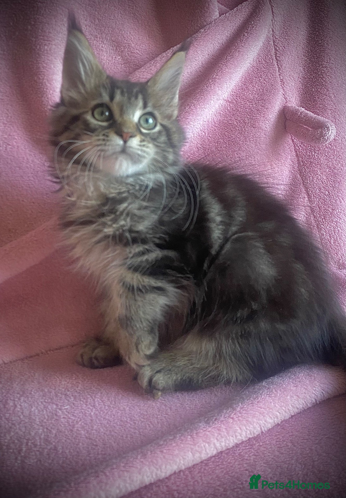 Maine Coon cats Full Russian lines Coon kittens Registered Parents - Advert 1