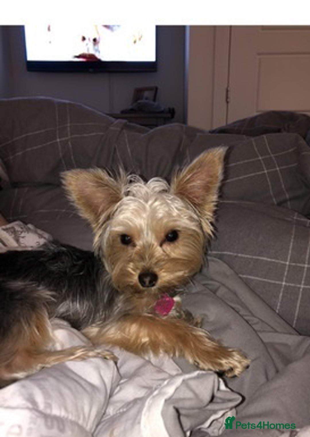 Yorkshire Terrier dogs for sale: adorable Yorkshire terrier boy - Advert 1