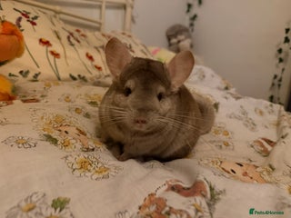 Chinchilla rodents for sale: Two female chinchillas for rehoming with cage - Advert 1