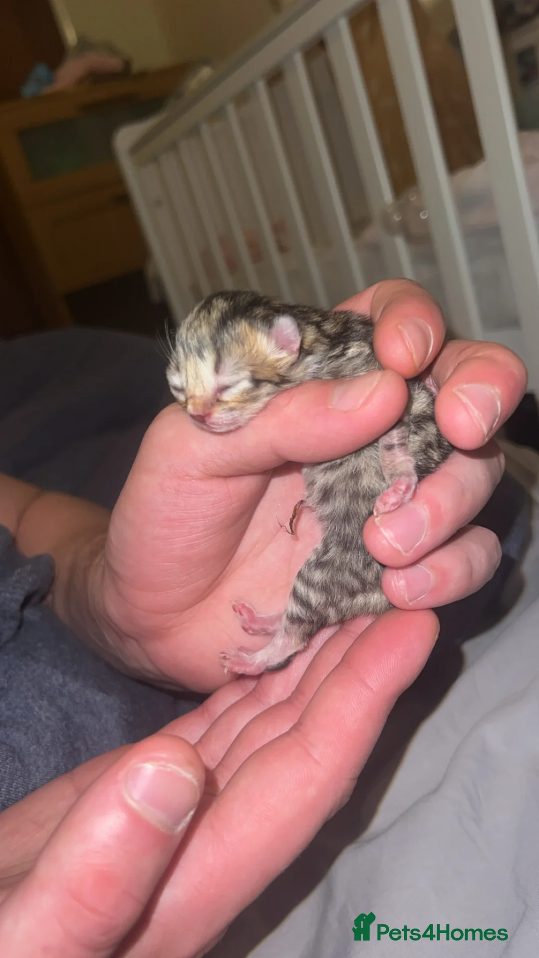 Mixed Breed cats for sale: 3 stunning tabby’s  - Advert 2