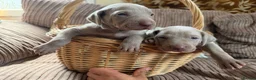 Weimaraner dogs for sale: Exceptional KC Registered Weimaraner Puppies in Abergavenny - Advert 6