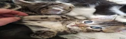 Mixed Breed cats for sale: Kittens ready now,  - Advert 20