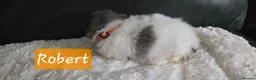 Pomeranian dogs for sale: Gorgeous pomeranian pups - Advert 5
