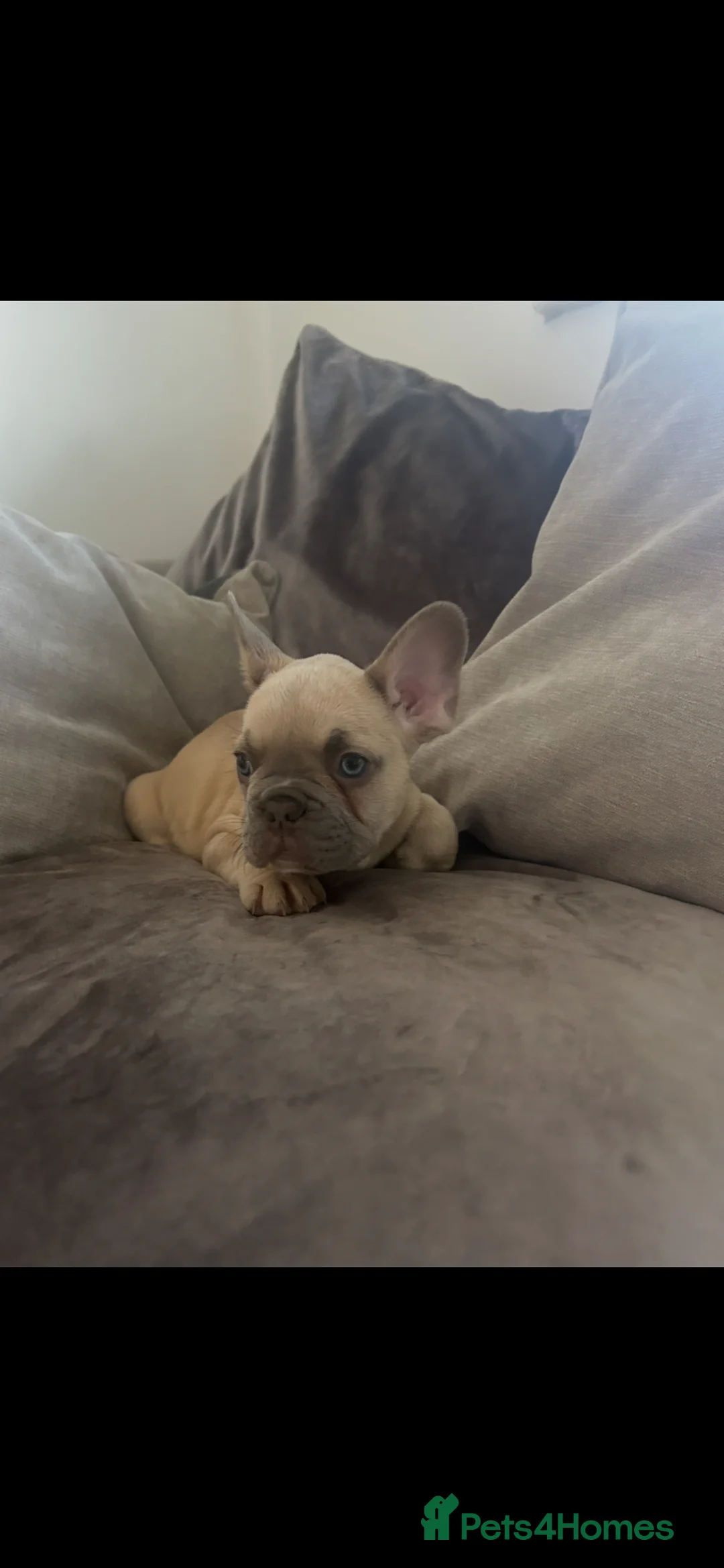 French Bulldog dogs for sale: 9 top quality fluffy carrying french bulldogs  - Advert 2