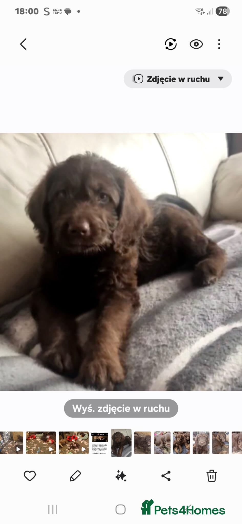 Labradoodle dogs Beautiful Labradoodle READY NOW - Advert 10