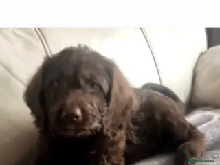 Labradoodle dogs Beautiful Labradoodle READY NOW - Advert 10