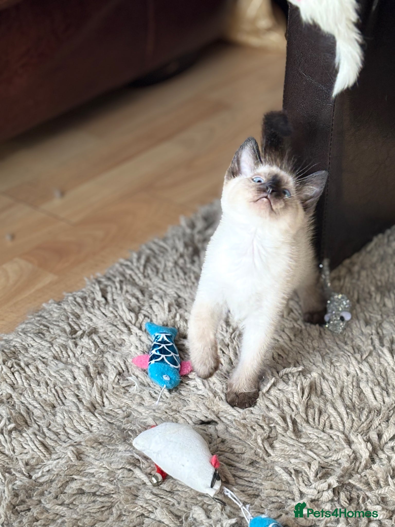Siamese cats for sale: Stunning Siamese kittens  - Advert 12