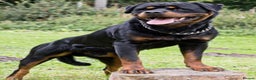 Rottweiler dogs for sale: Xx Pure GERMAN CH ROTTWEILERS xX - Advert 7