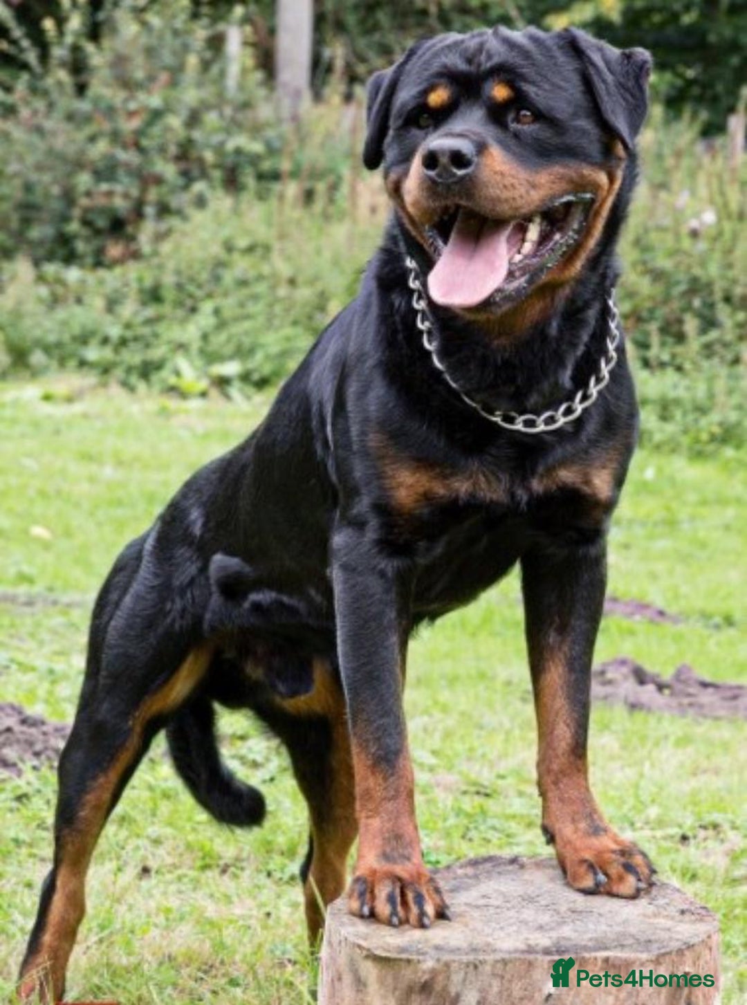 Rottweiler dogs for sale: Xx Pure GERMAN CH ROTTWEILERS xX - Advert 7