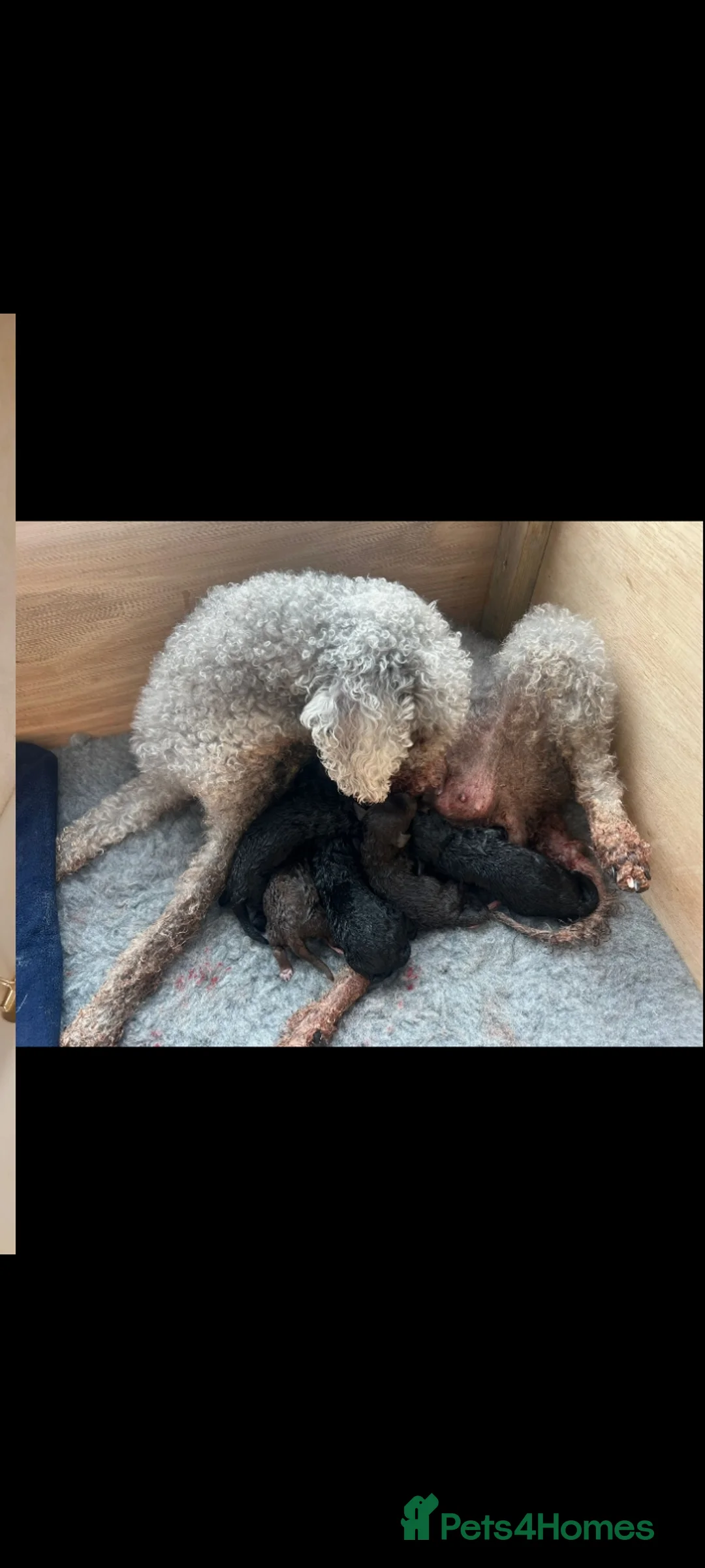 Bedlington Terrier dogs for stud: Blue.  Bedlington terrier for stud  CT Clear   in Chesterfield - Advert 25