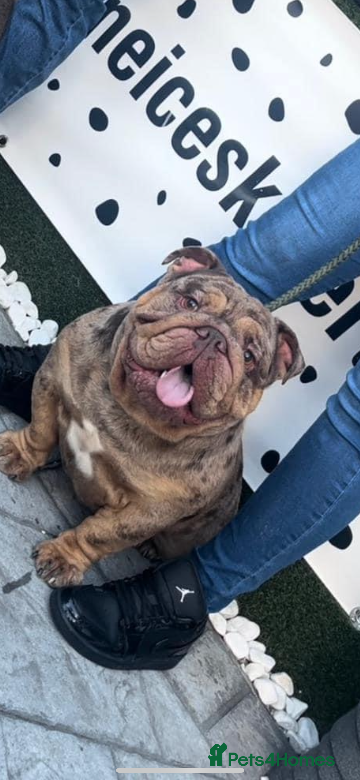 English Bulldog dogs 🔥MR WILSON🔥 KC & DWKC in Middlesbrough - Advert 13