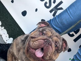 English Bulldog dogs in Middlesbrough - Advert 23