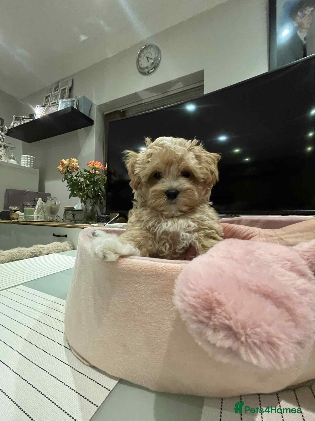 Maltipoo dogs for sale: Maltipoo girl puppy for sale  - Advert 18