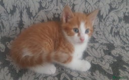 Mixed Breed cats for sale: Adorable kittens looking for caring homes  - Image 2