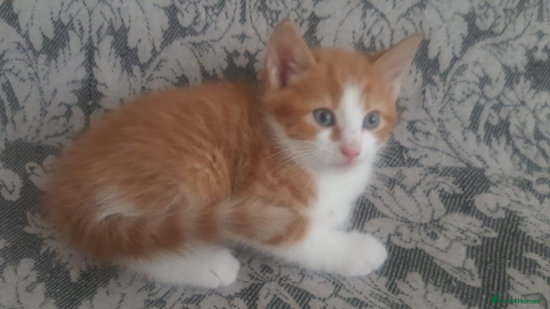 Mixed Breed cats for sale: Adorable kittens looking for caring homes  - Image 2