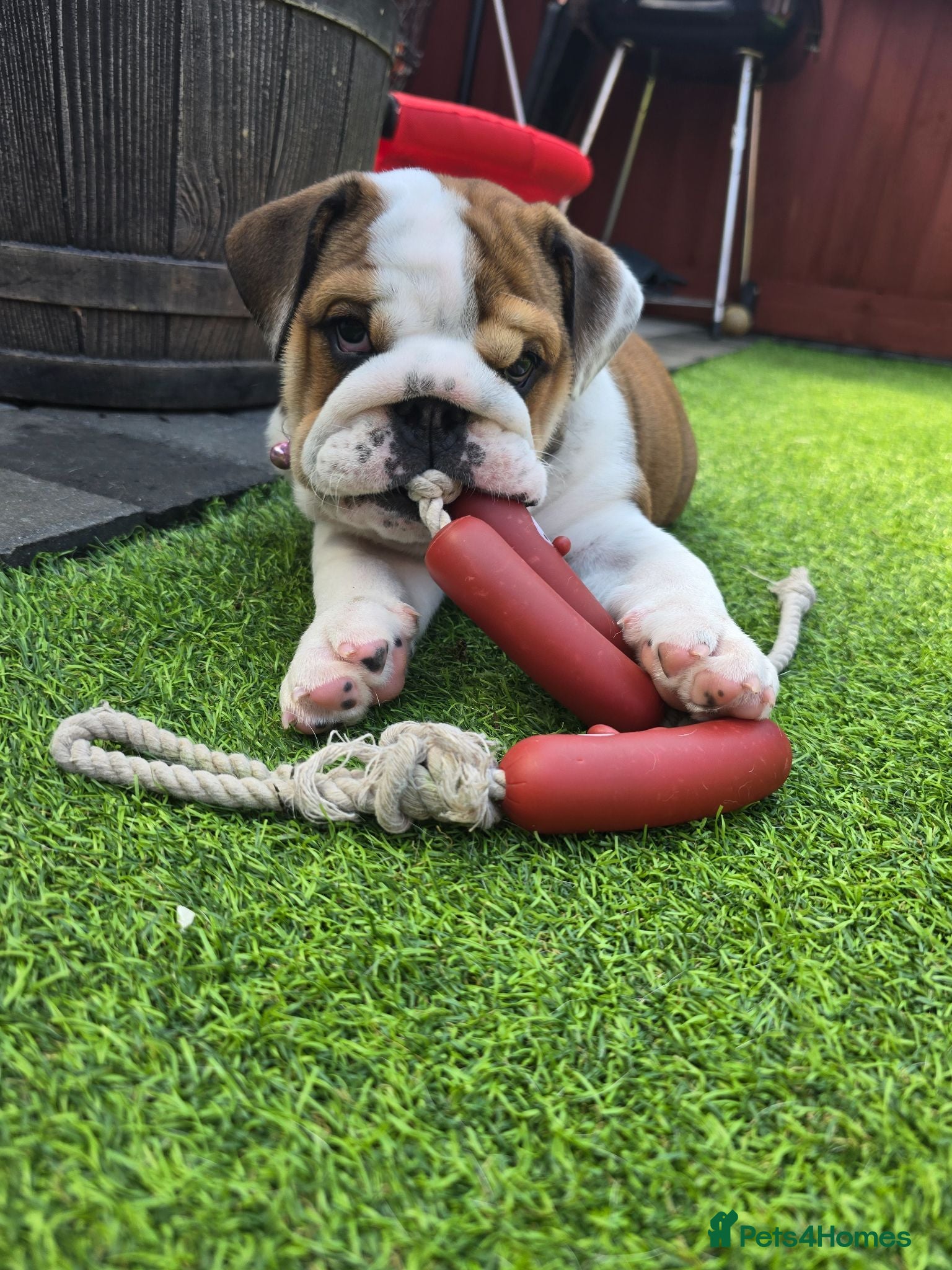 English Bulldog dogs 🐾 Last KC girl available  ready Thursday 🥰 - Advert 9