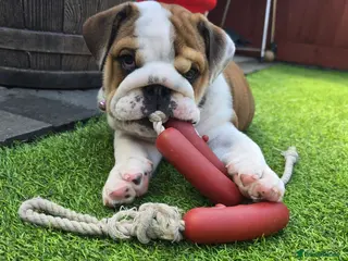 English Bulldog dogs 🐾 Last KC girl available ready Thursday 🥰 - Advert 9