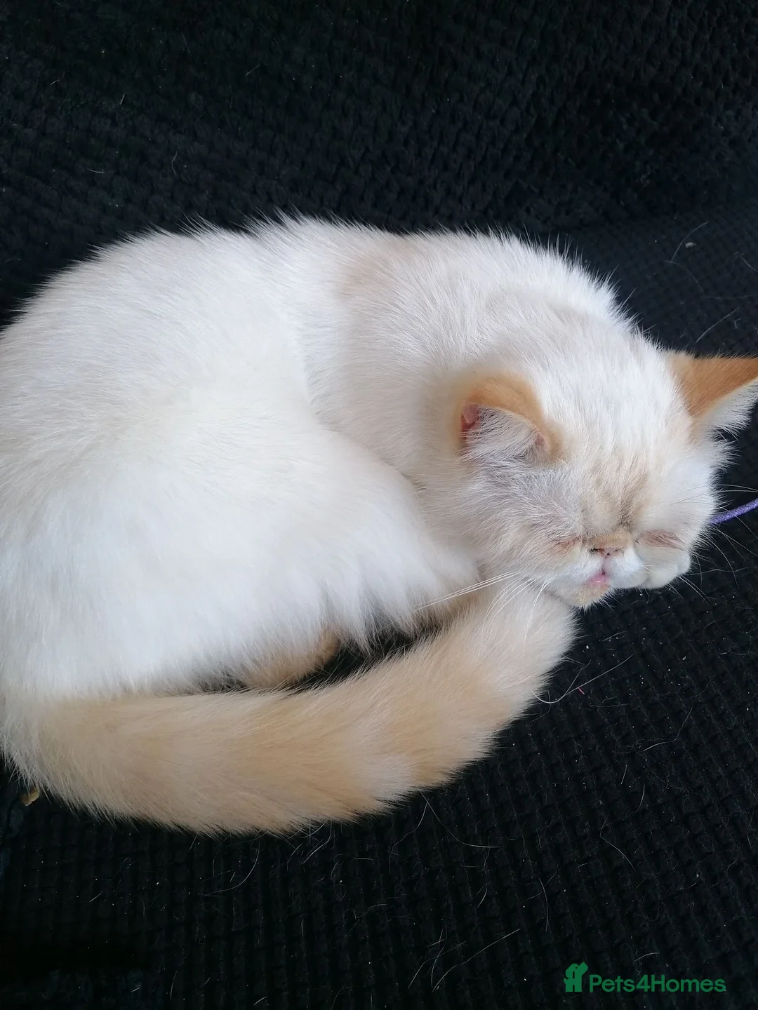 Exotic cats for sale: Exotic shorthair /Persian looking for forever home - Advert 2