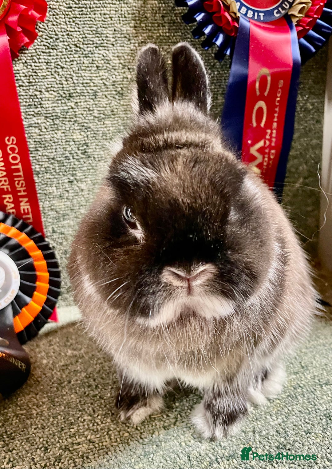 Netherland Dwarf rabbits for sale: Netherland dwarf baby does - Advert 6