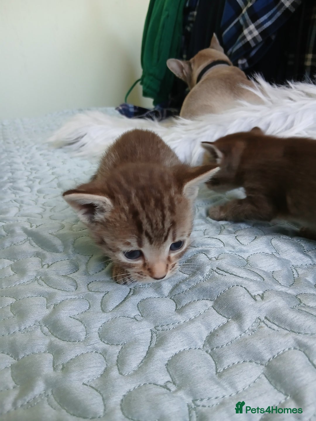 Oriental cats for sale: 4 girls 1 boy - Image 6
