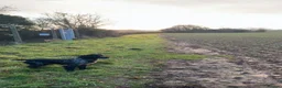 Sprocker dogs for sale: Sprocker spaniel pups  - Advert 10