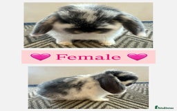 Mini Lop rabbits for sale: Beautiful vaccinated mini lops  - Advert 5