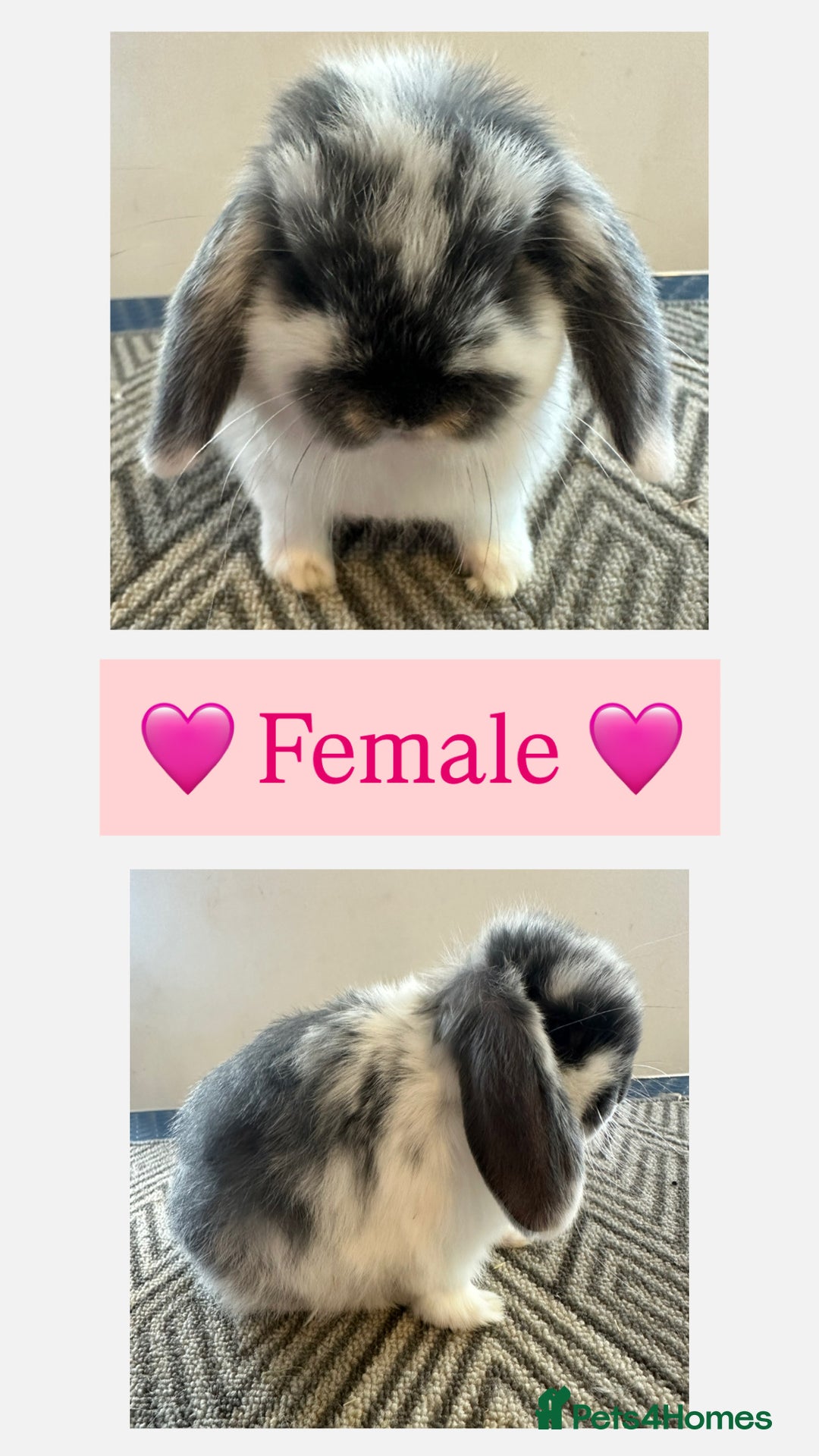 Mini Lop rabbits for sale: Beautiful vaccinated mini lops  - Advert 5
