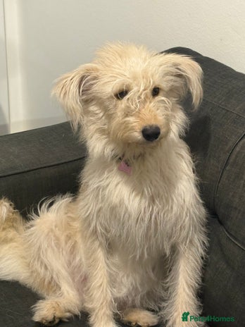 Cockapoo dogs Cockapoo puppies - Advert 1