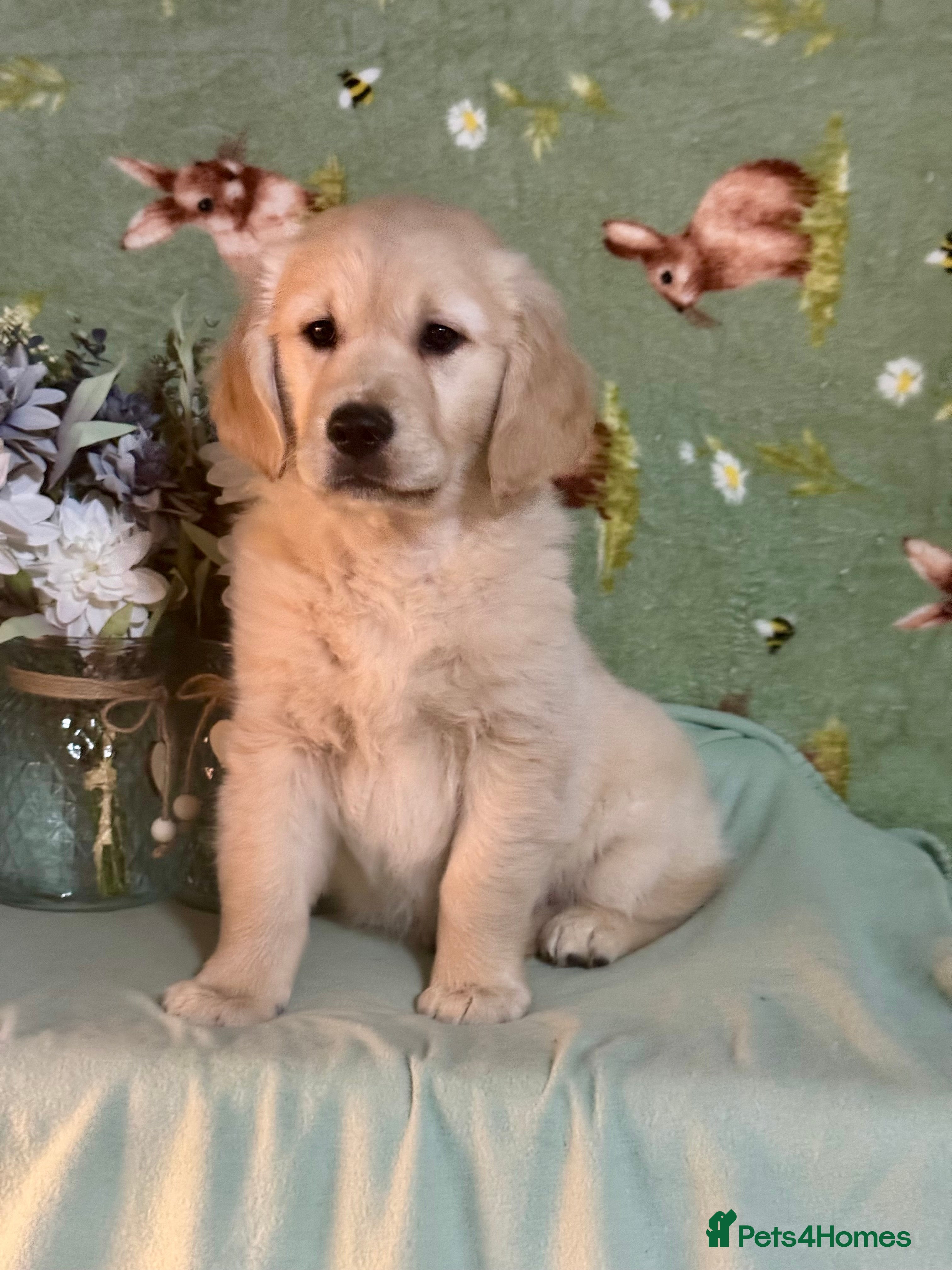 Golden Retriever dogs 1 boy gorgeous kc reg golden retriever puppies  - Advert 10