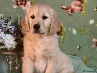 Golden Retriever dogs 1 boy gorgeous kc reg golden retriever puppies - Advert 1