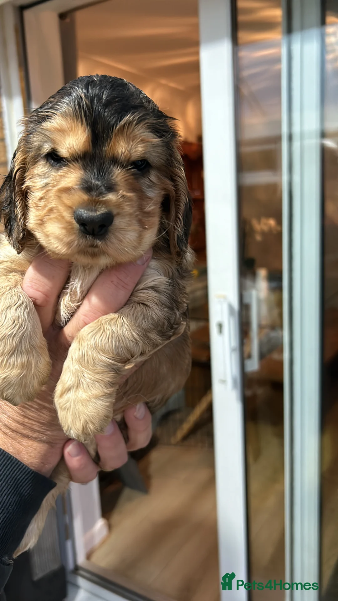 Cocker Spaniel dogs for sale: Expecting stunning sable cocker spaniel puppies  - Advert 6