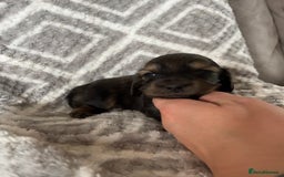 Miniature Dachshund dogs for sale: KC Longhaired Miniature Dachshunds  - Image 25