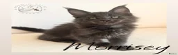 Maine Coon cats for sale: High Smoke, Smoke and Solid Pedigree Maine Coon’s - Advert 18