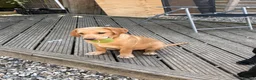 Labrador Retriever dogs for sale: 2 stunning kc registered puppies - Advert 5