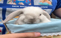 Mini Lop rabbits for sale: Autumn babies - Image 11