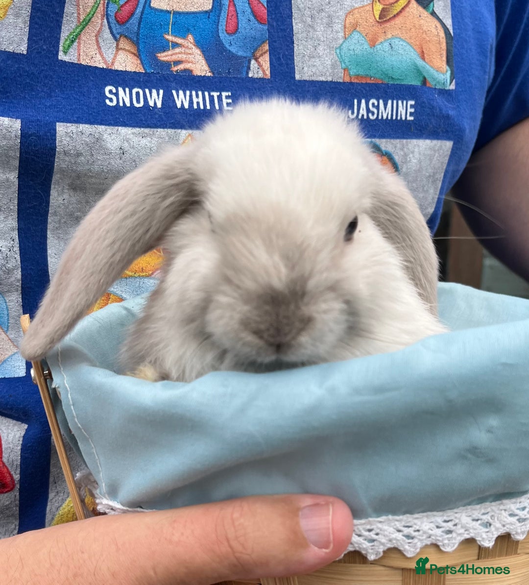 Mini Lop rabbits for sale: Autumn babies - Image 11
