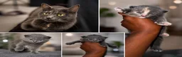 Mixed Breed cats for sale: * Beautiful Grey & Blue Tortie Kittens  - Advert 7