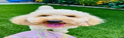 Cockapoo dogs for stud: Meet Our Handsome F1B Cockapoo Stud - Advert 5